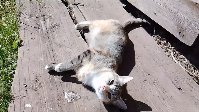 Моя кошка Алиса смотреть онлайн