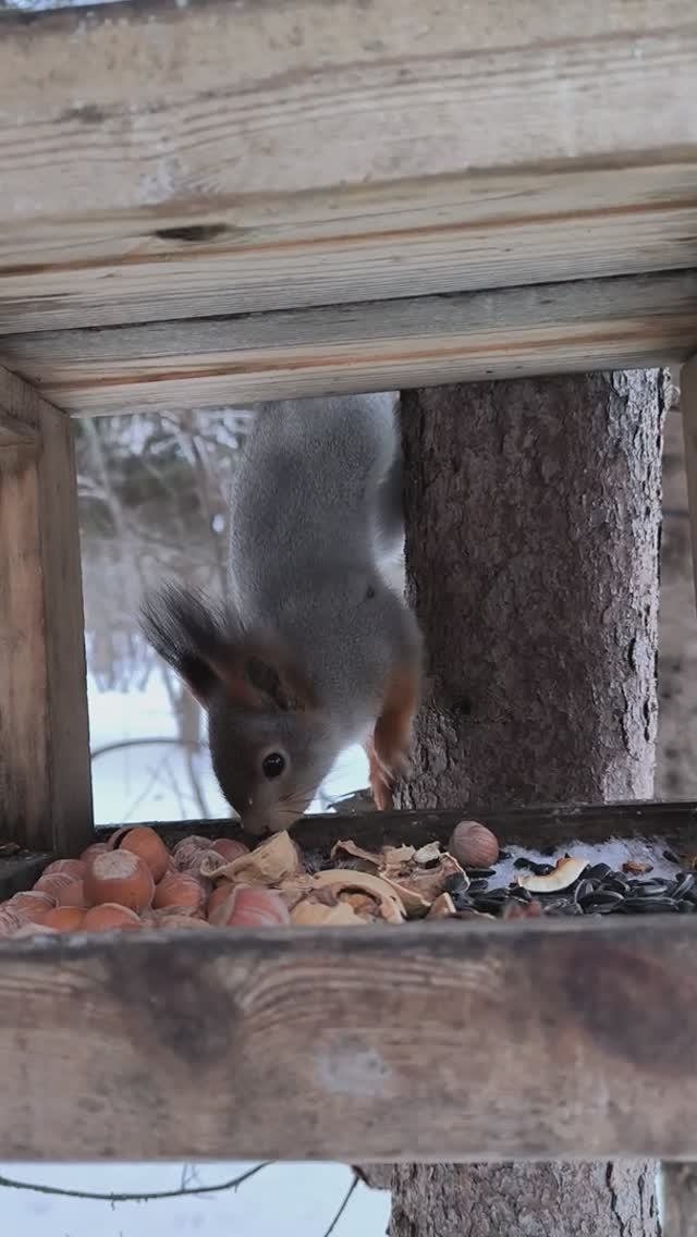 Белка не успела в кормушку