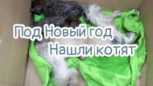 💔Под Новый год на улице нашли месячных котят😱они уже не мяукали лёжа в мешке 😭help save kittens