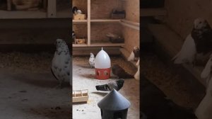 🇷🇺ОБЗОР НИКОЛАЕВСКИХ БЕЗКРУЖНЫХ ГОЛУБЕЙ (1ч).🇷🇺