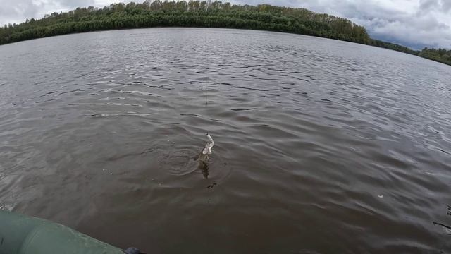 🎣ИДИ ГУЛЯЙ🎣   fishing #щука#рыбалка #ловля #рыбалка #рыбалкасибирия #ловлящуки #природа #
