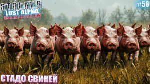 СТАДО СВИНЕЙ | STALKER Lost Alpha Enhanced Edition | Серия 50