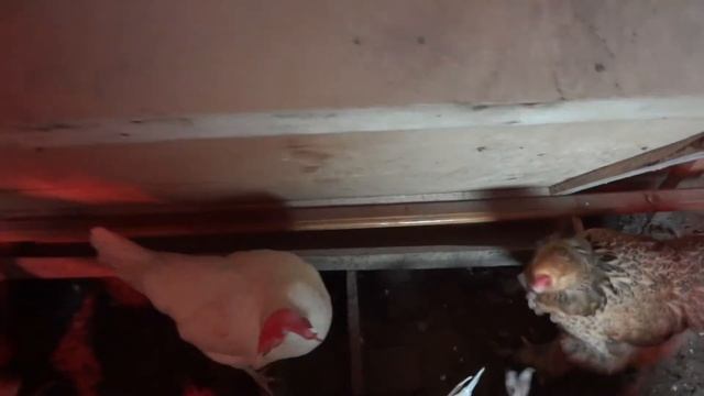 Бункерная кормушка своими руками (небольшая доработка намного уменьшила расход корма)