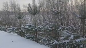 Зимние зарисовки января.