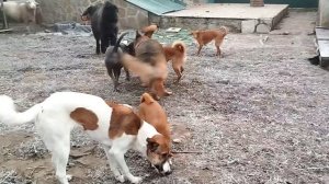 Нашим собачкам лишь бы погулять во дворе