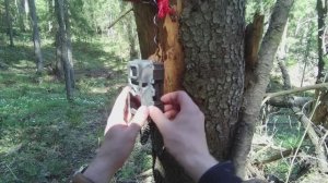 Что там у зверей в диком лесу? Четвёртый выпуск.