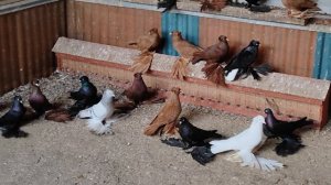 8.01.2025 г Персы Ивана Григорича ч. 3