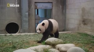 Гигантские панды (документальный фильм, 2013)