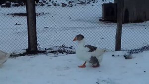 Гуси холмогоры