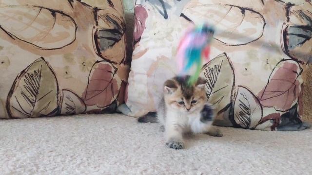 Игривый малыш Quentin ! Британский короткошерстный котенок. Золотая шиншилла