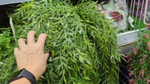 06.09.24.Орхидеи и другие цветы в Лемана Про..