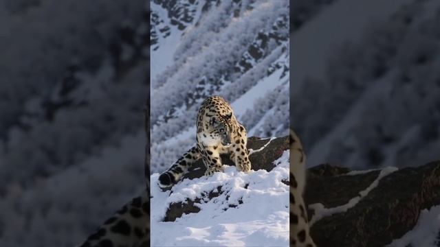 Грациозный и неуловимый, снежный барс