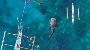 Плавание рядом с китовыми акулами на Филиппинах