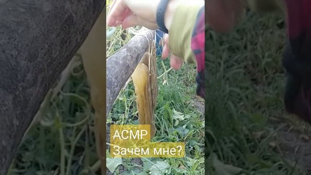 🥒Огурцы вяленые || АСМР || Такого вы ещё не видели🥒