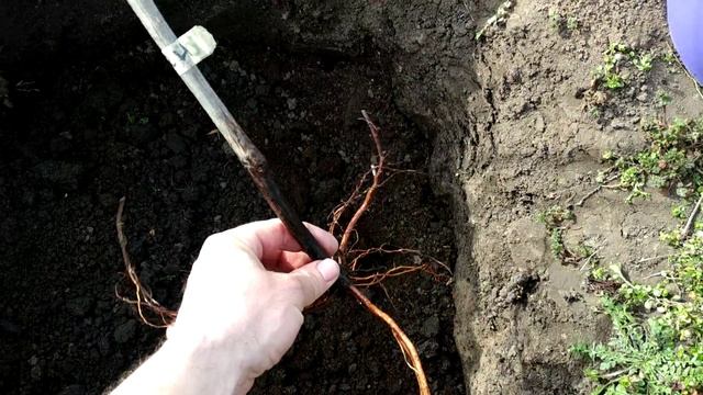 ПОСАДКА САЖЕНЦЕВ И НЕКОТОРЫЕ НЮАНСЫ. ВЕСНА 2020