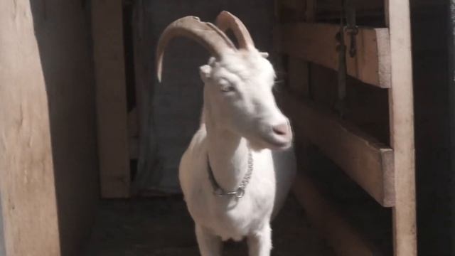 Козий рай посёлок Подгорный #домфермера.рф