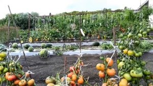 В эти сроки сею томаты на рассаду