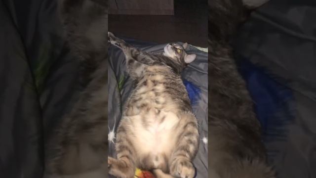 🐾 Наконец-то пятница 😆Дейл вам хочет дать небольшой совет😅