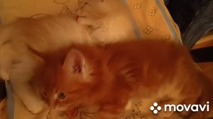 Мей-нкун в Новосибирске