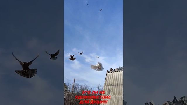Это ли не удовольствие для души!!! Николаевские голуби в Каменоломни.