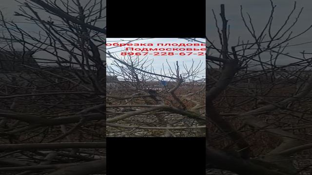 обрезка яблони 🍎 сорт богатырь после обрезки