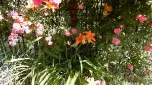 Роза_Эксцельза_Такого_Вы_Точно42.mp4