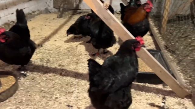 Пророщенная пшеница 🌾 творит чудеса !🤪😅 сбор яиц 👈🥚😍