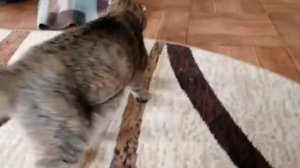 Мамка забрала котика