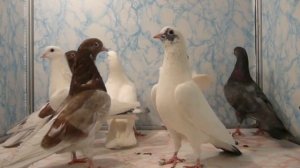 Поющие и смеющиеся Голуби Армении 1