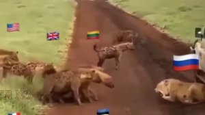 Львица и стая шакалов