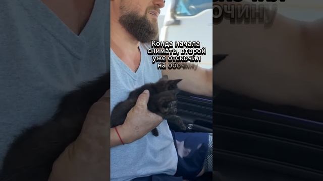 Оказалось - они не птички...#помощьбездомнымживотным #котодом #непокупайприюти