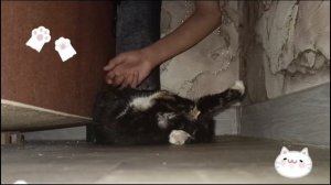Взяли кошечку #4