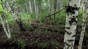 ТИХАЯ ОХОТА ЗА ГРУЗЬДЯМИ НА ВЕЗДЕХОДЕ РОСОМАХА