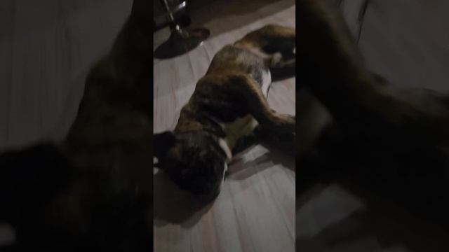 #французскийбульдог #собака #милыеживотные #смешныеживотные