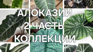 Алоказии 2ая часть коллекции