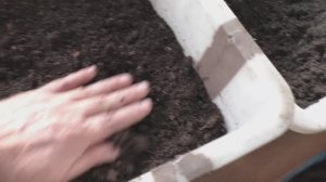 О грунте для посева клубники семенами