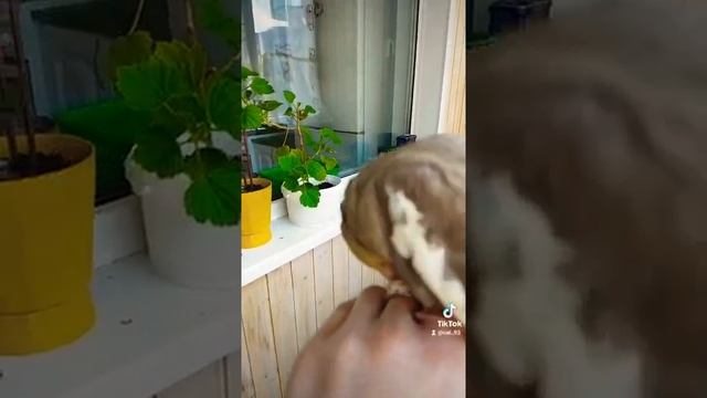 Не  хочет слезать с руки😎
