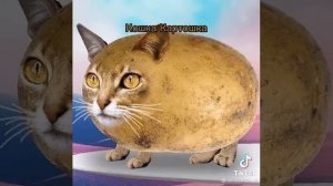 мышка сосиска тунцтунц собачка жвачка тунцтунц кошка картошка тунцтунц ку-ку я немножко