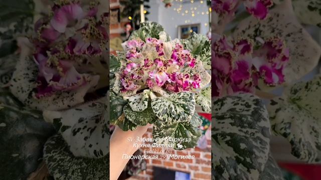 🐇🍒🍒SV-Забавная Маркиза - а Вы такое видели???! Удивил, восхитил, покорил 🐇❤️!