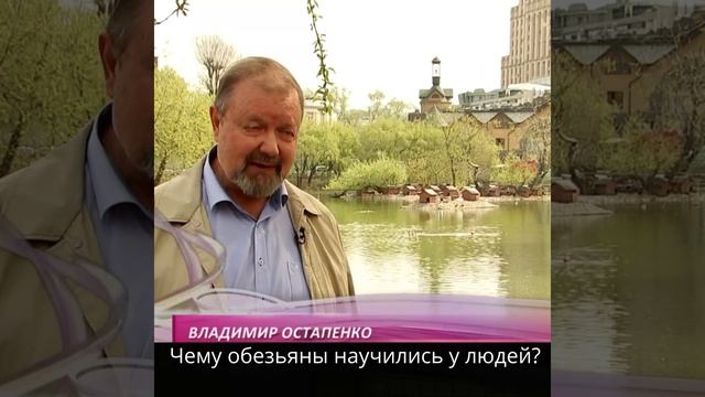 Чему обезьяны научились у людей? смотреть онлайн