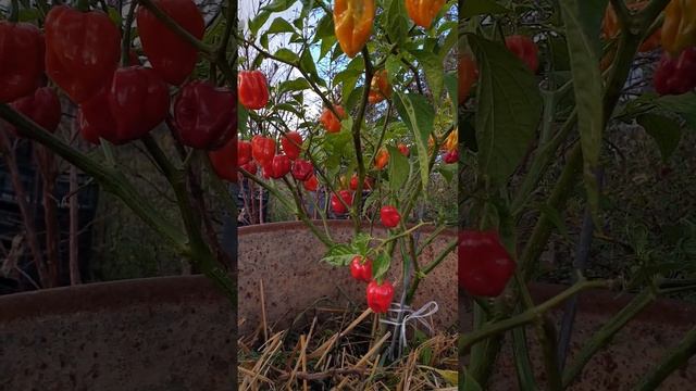 Табаско. Сальса. Тогда это ваш перец горький!! смотреть онлайн