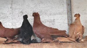 8.01.2025 г Персы Ивана Григорича ч. 1