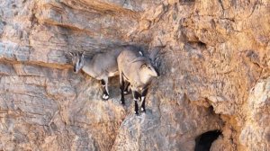 Голубые бараны в провинции Ганьсу