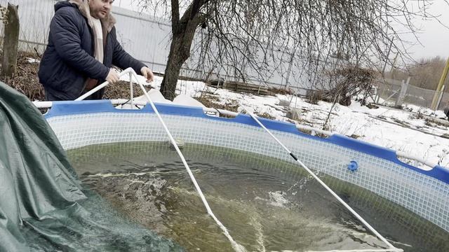 Что будет с карпом КОИ в мороз и без корма? Подогрев бассейна или пруда зимой.
