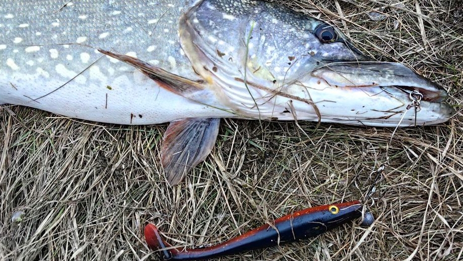 ПОКЛЕВКИ КРУПНЫХ ЩУК НА БИГБЕЙТЫ (PIG SHAD, BIGGY BOY)