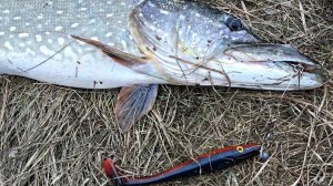 ПОКЛЕВКИ КРУПНЫХ ЩУК НА БИГБЕЙТЫ (PIG SHAD, BIGGY BOY)