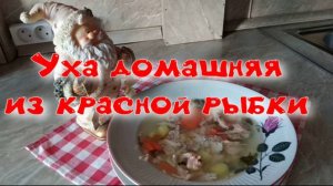 Домашняя уха из красной рыбки