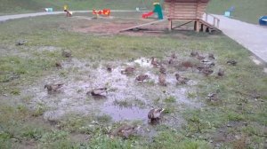 Видео: Утки бегают по луже