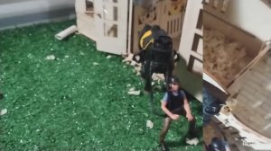 Привет! это видео тренировки по выездке Артема на лошади по кличке Принцесса
