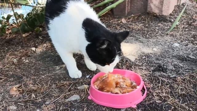 Кормление уличного котика